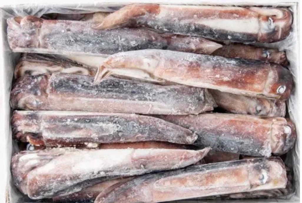 [BOX] 냉동 오징어 FROZEN SQUID 8KG