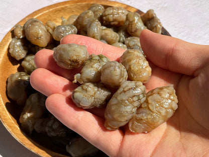 [BOX] 냉동 오만둥이 WARTY SEA SQUIRT 10KG