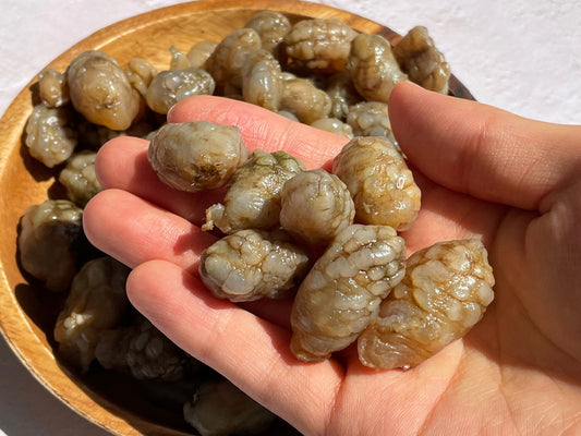 [BOX] 냉동 오만둥이 WARTY SEA SQUIRT 10KG